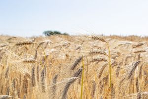 La Coopine de Vendée : En direct de la récolte d'orge brassicole