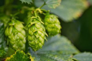 La Coopine de Vendée : Du houblon bio et local dans nos recettes